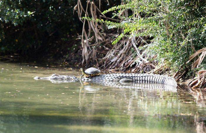 Дружба черепахи и крокодила (10 фото)