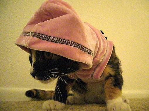 Забавные кошки в капюшонах (45 фото)