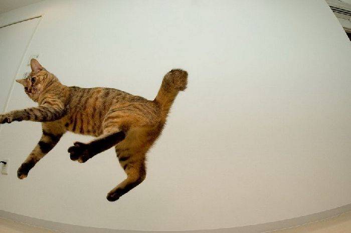 Летающие кошки (37 фото)