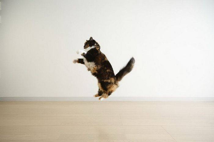 Летающие кошки (37 фото)