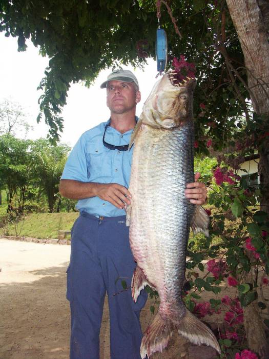 Водный монстр из Африки – Тигровая рыба Голиаф (13 фото)