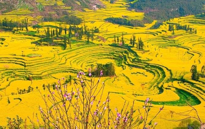 Как цветет рапс в Китае (15 фото)