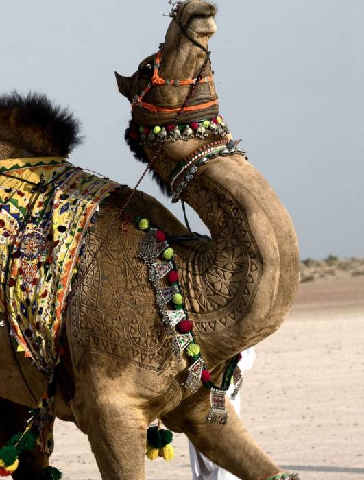 Необычное искусство стрижки верблюдов (13 фото)