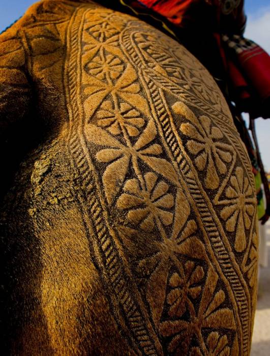 Необычное искусство стрижки верблюдов (13 фото)