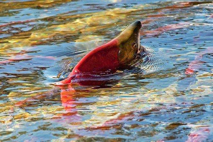 Миграция лосося на реке Адамс (13 фото)
