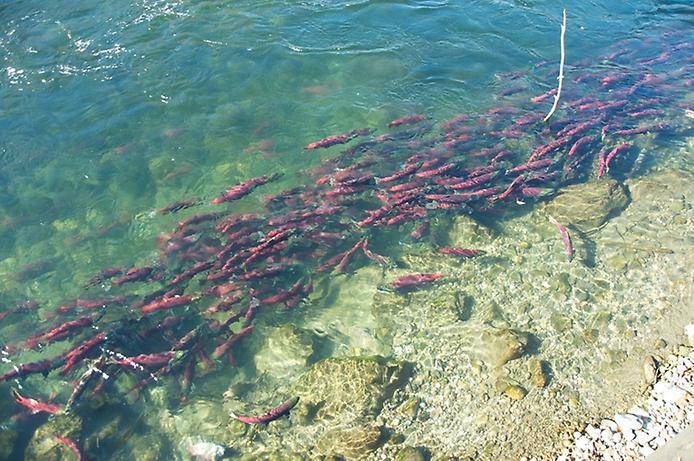 Миграция лосося на реке Адамс (13 фото)