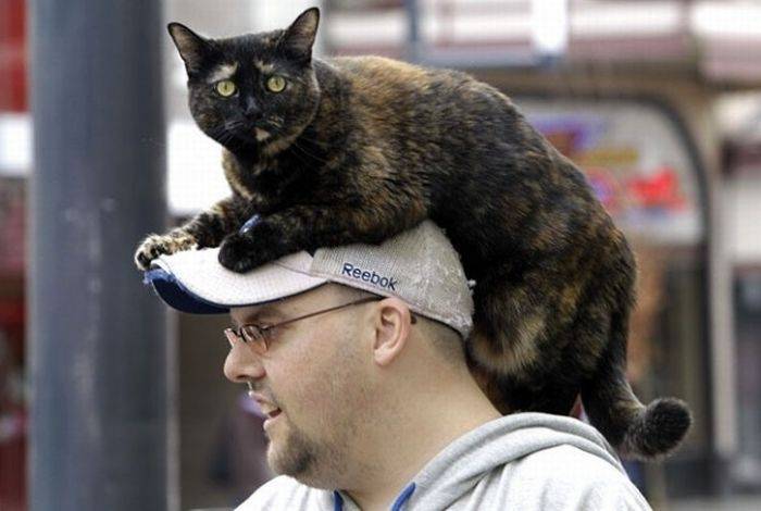 Коты на человеческих головах (40 фото)