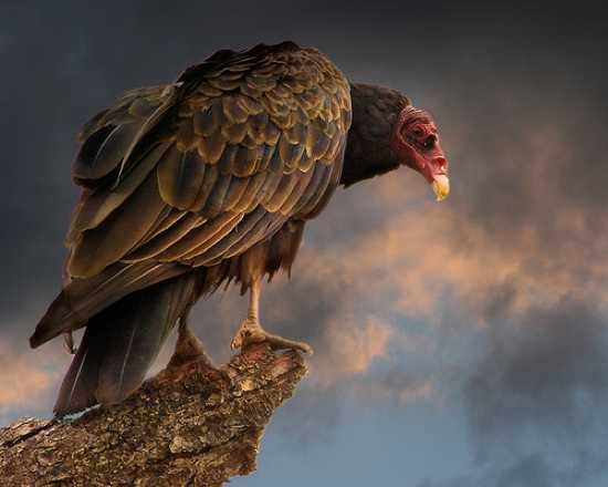 10 птиц, которых стоит опасаться (10 фото)