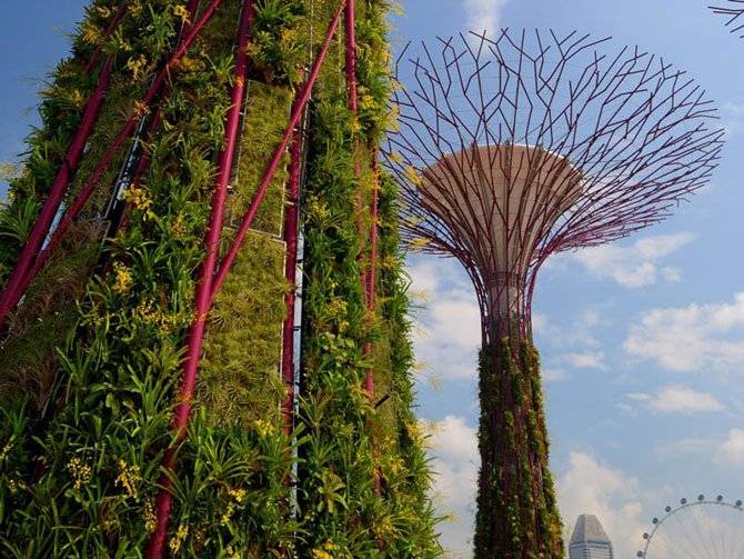 Супер-деревья в Сингапуре (13 фото)