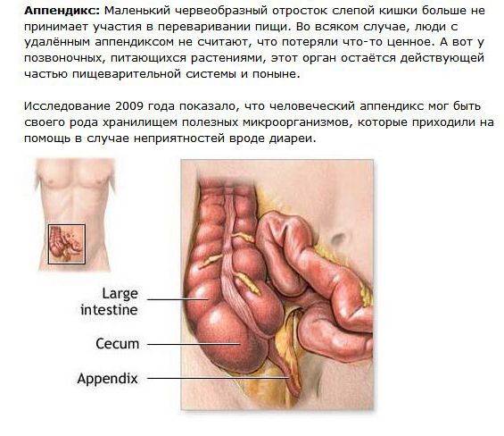 Бесполезные органы человеческого тела (5 картинок)