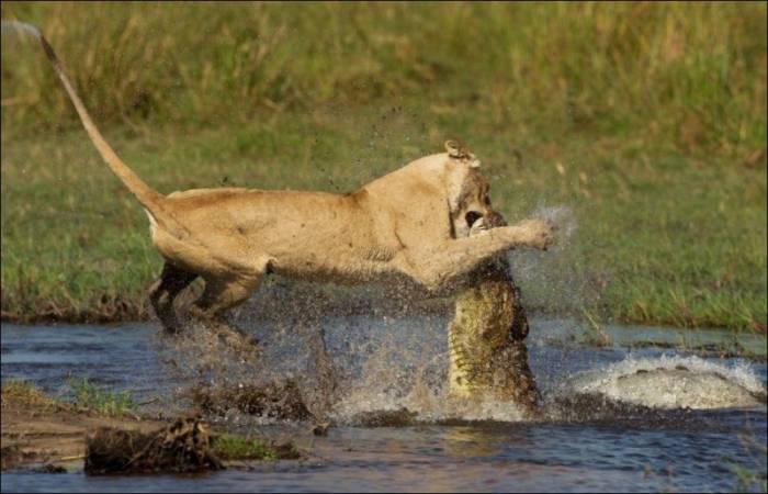 Схватка между львицей и крокодилом (10 фото)