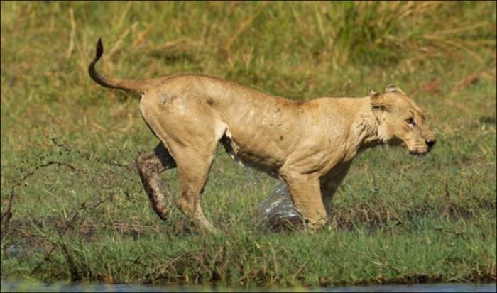 Схватка между львицей и крокодилом (10 фото)