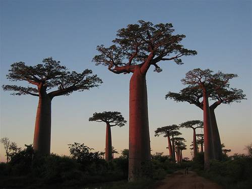 Необычные деревья (25 фото)