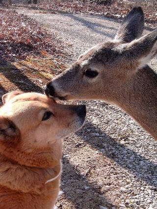 Удивительная дружба животных (38 фото)