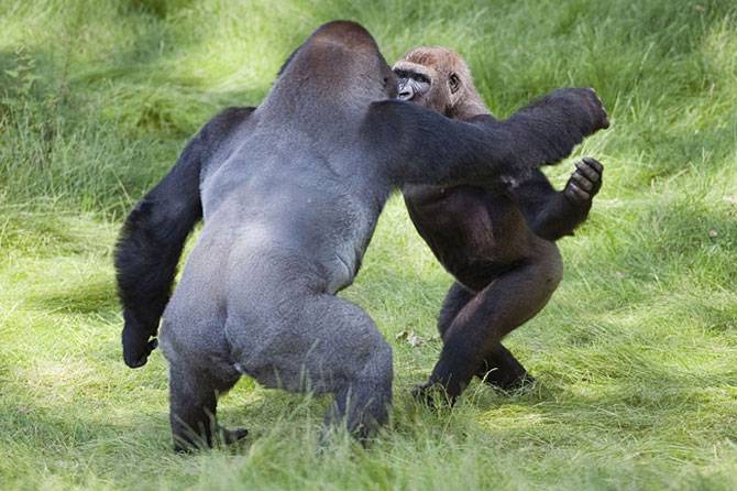 Встреча двух братьев-горилл после долгой разлуки (8 фото)