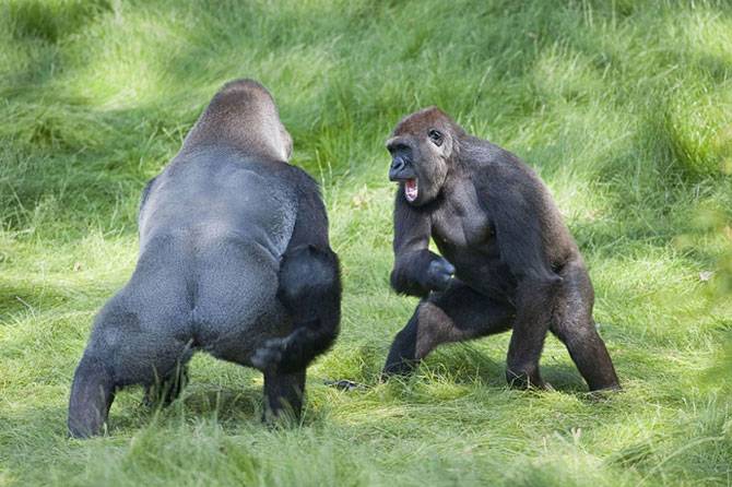 Встреча двух братьев-горилл после долгой разлуки (8 фото)