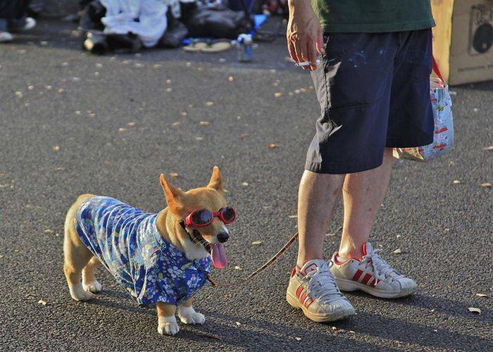 Креативная мода для стильных собак (50 фото)