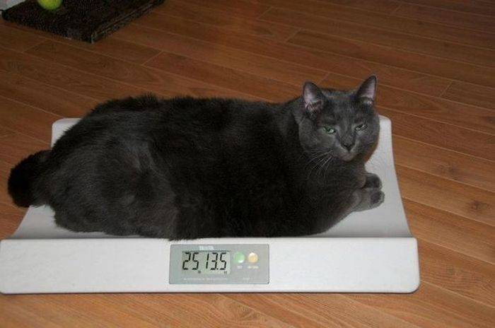 Снижение Веса Кошки