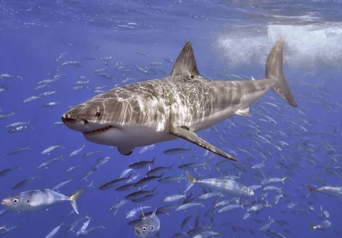 Санитары моря: завораживающие и опасные акулы (15 фото)