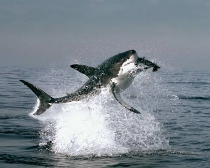 Санитары моря: завораживающие и опасные акулы (15 фото)