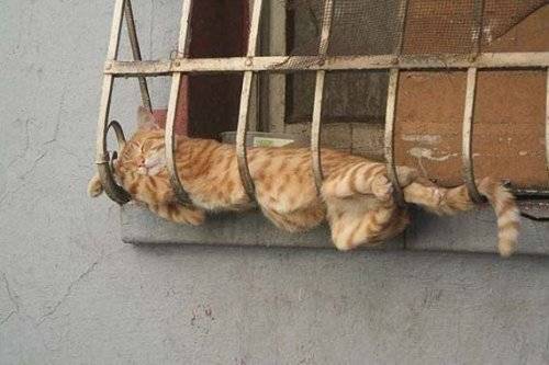 Спящие котята (19 фото)