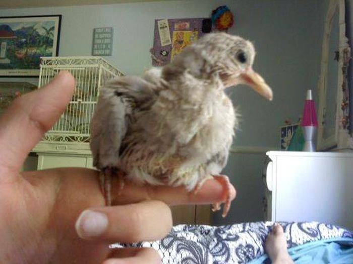 От рождения до превращения во взрослую птицу (31 фото)