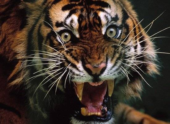 40 интересных фактов о тиграх (фото)