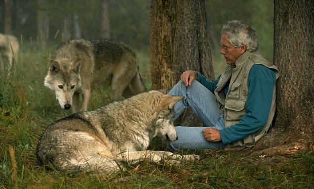 Шесть лет жизни с волками (12 фото)