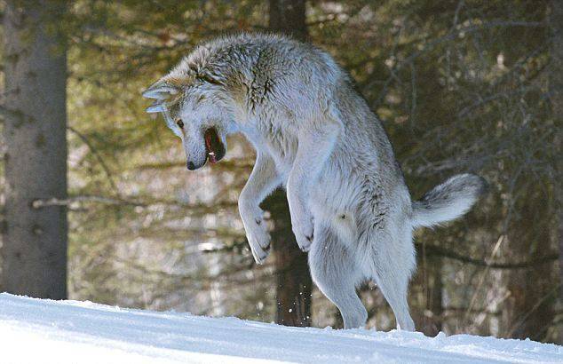 Шесть лет жизни с волками (12 фото)