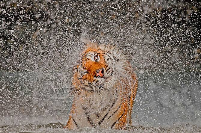 Лучшее с конкурса фотографии National Geographic 2012 (46 фото)