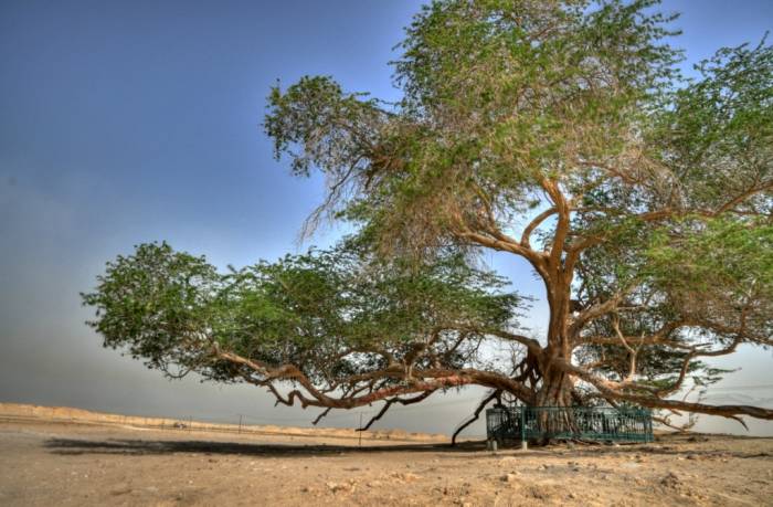 Дерево Жизни (6 фото)
