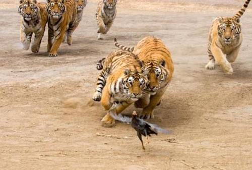 10 неизвестных фактов про тигров (10 фото)