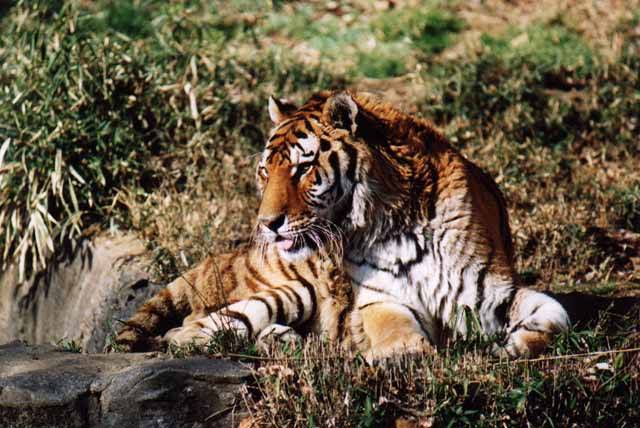 10 неизвестных фактов про тигров (10 фото)