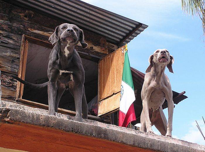 Собаки на крышах (55 фото)
