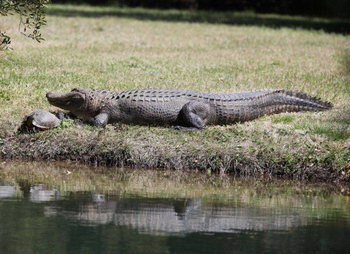 Лучший друг крокодила (11 фото)