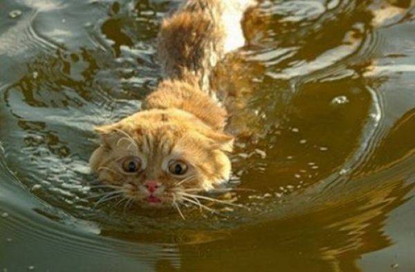 Плавающие коты (30 фото)