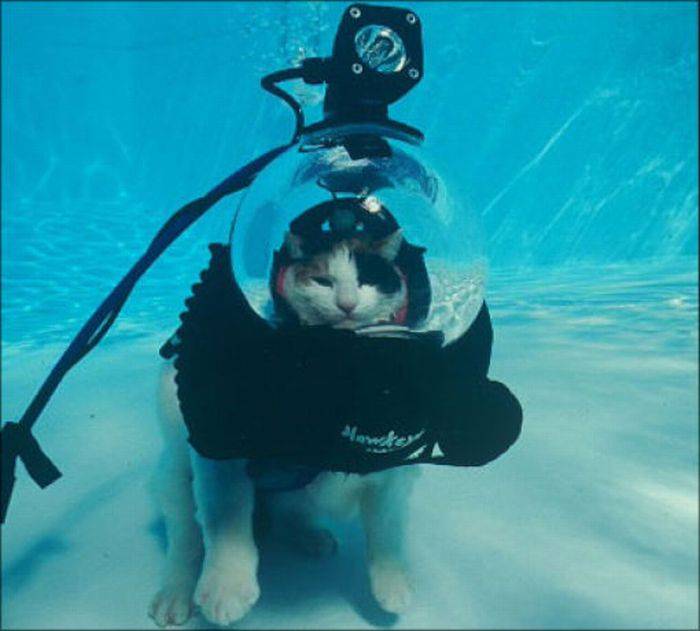 Плавающие коты (30 фото)