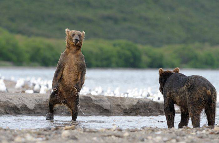 Камчатские медведи (14 фото)