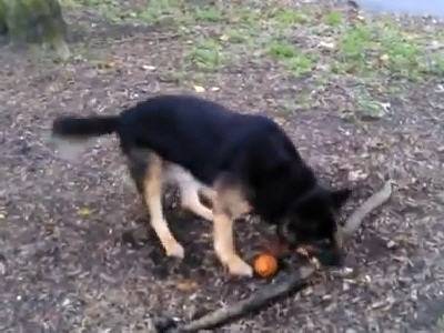 ������� ����� ������ ���� ������