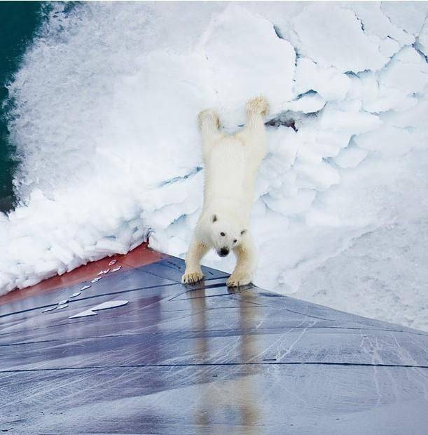 Белая медведица пришла поиграть (13 фото)