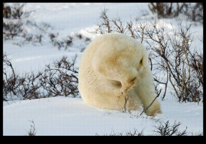 Белый медведь играет в снегу (4 фото)
