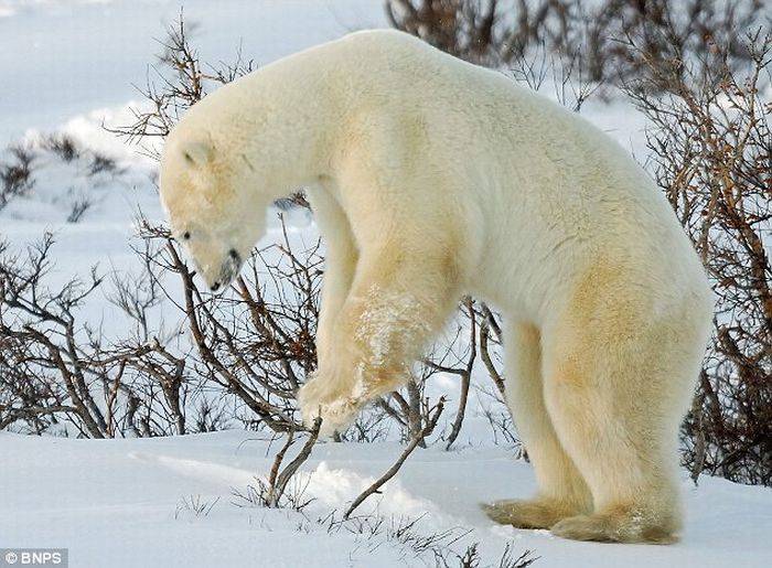 Белый медведь играет в снегу (4 фото)