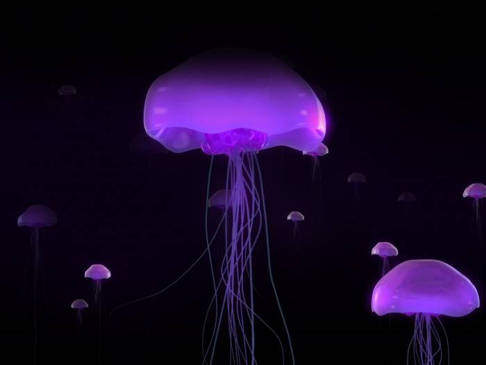 Медузы. Интересные факты (11 фото)