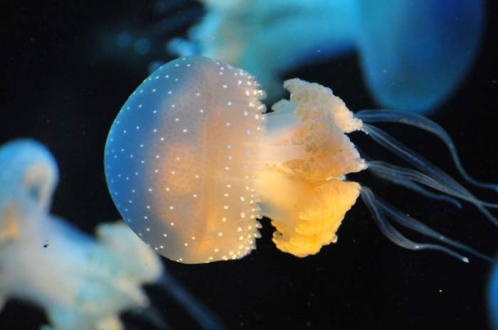Медузы. Интересные факты (11 фото)