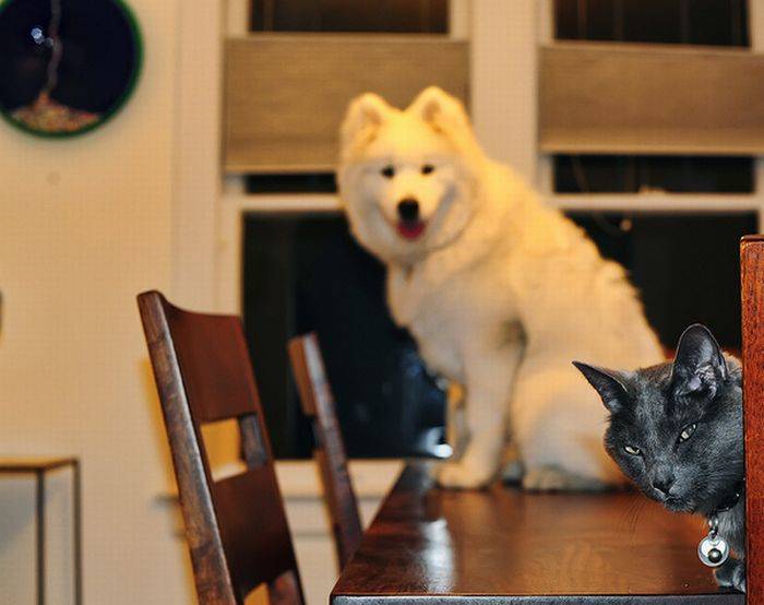 Коты и собаки фотобомбят друг друга (25 фото)