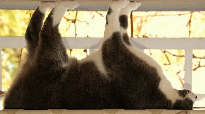 Коты в странных позах (49 фото)