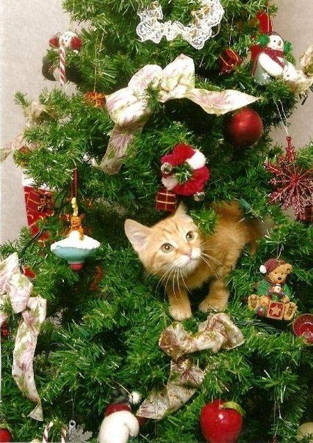 Коты в новогодних елках (20 фото)