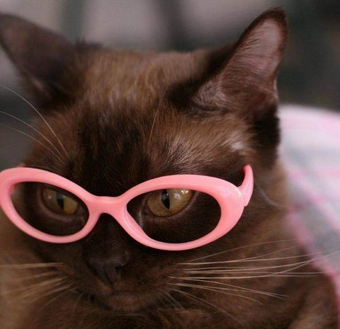 Коты в очках (25 фото)