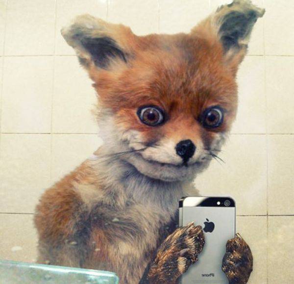Чучело лисы стало интернет-мемом за несколько дней (39 фото)