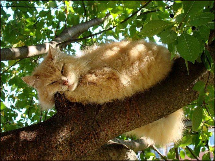 Коты очень любят лазить по деревьям (20 фото)